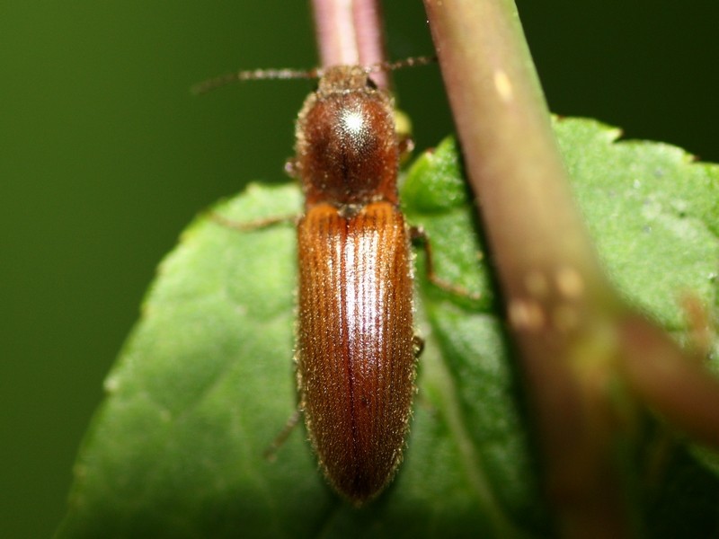 Elateridae: Athous subfuscus (cfr.)